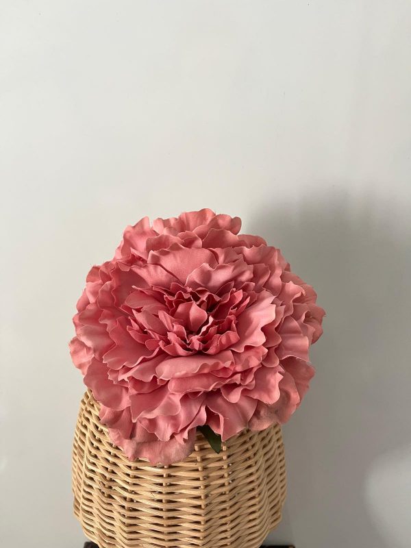 Maxipeonia rosa empolvado