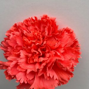 Maxi clavel coral