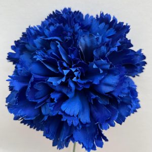 Maxi clavel azul pavo