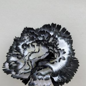 Maxi clavel blanco y negro