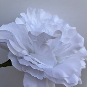 Peonia blanca