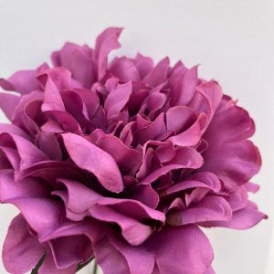 Peonia rosa antiguo