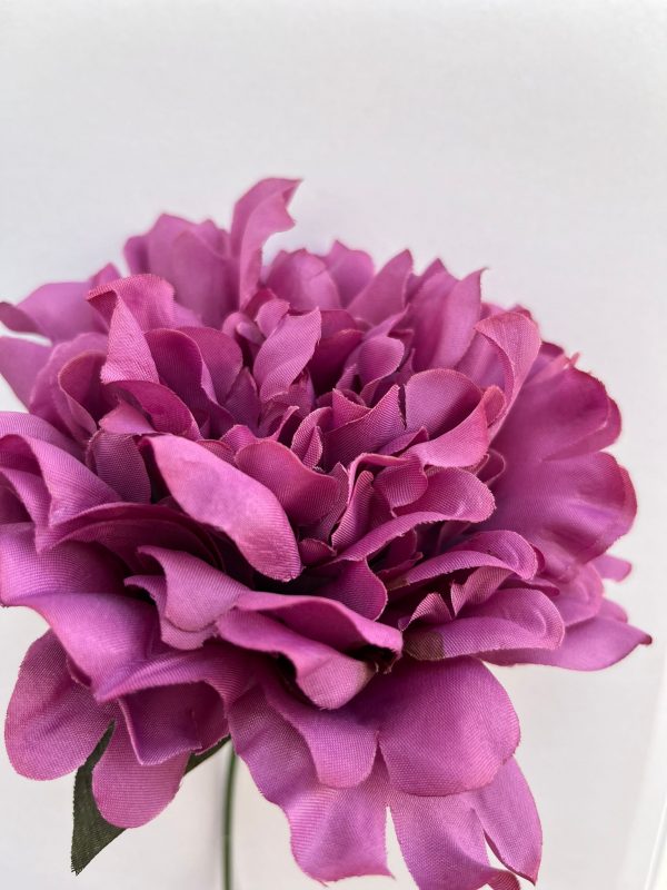 Peonia rosa antiguo