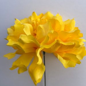 Dalia amarilla