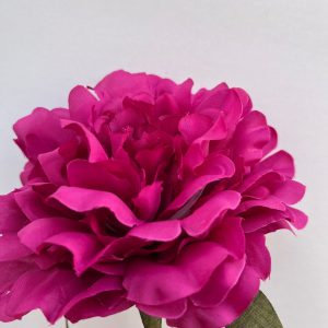 Peonia fuscia