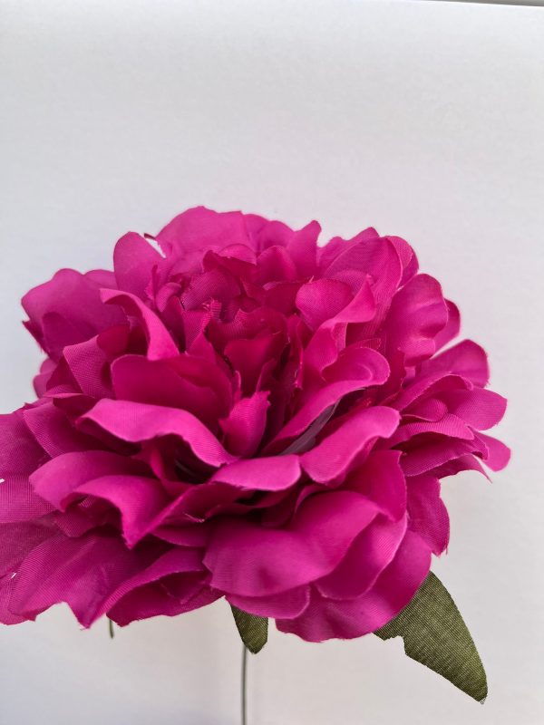Peonia fuscia