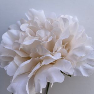 Peonia beig