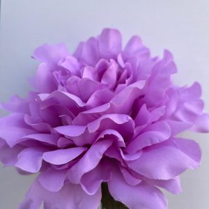 Peonia malva